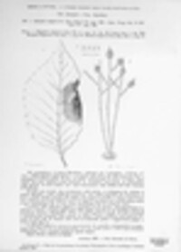 Botryotinia fuckeliana image